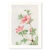Japanese Print - Azalea -Shibui Store estampe japonaise azalee du japon a3 280