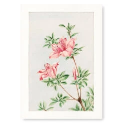 Japanese Print - Azalea