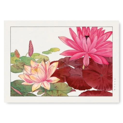Japanese Woodblock Print - Nymphaea Lotus